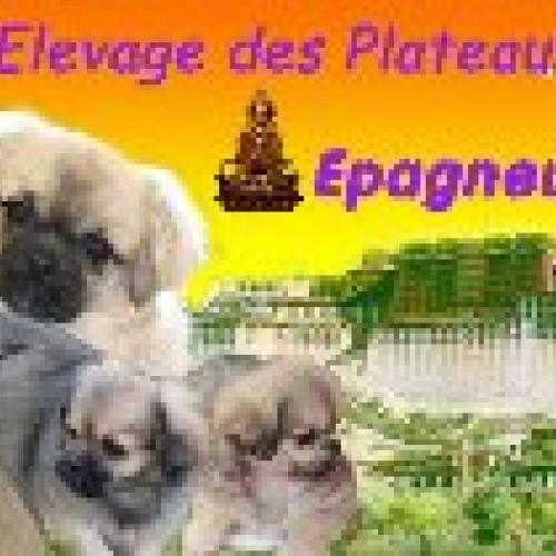 Eleveur : ELEVAGE DES PLATEAUX DU CHANGTHANG