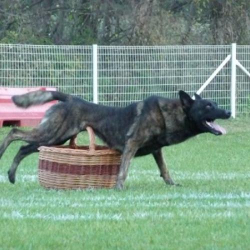 Élevage : berger hollandais a poil court