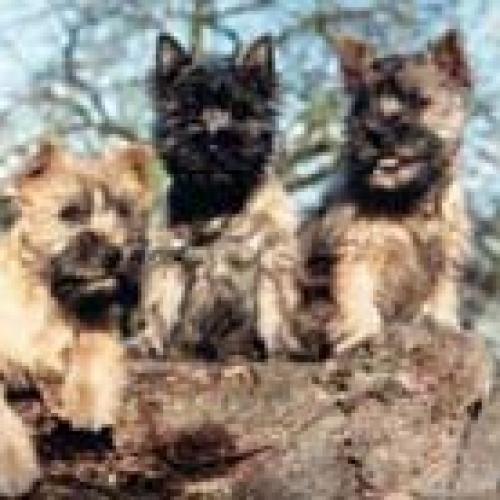 Eleveur : Elevage Cairn Terrier