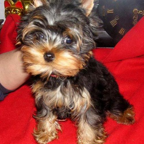 Eleveur : Elevage des Petits Pages du Roy