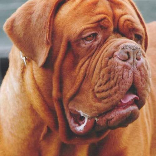 Eleveur : du chant des bruants