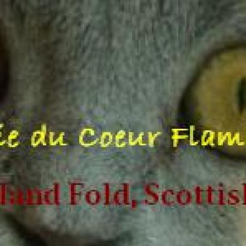 Eleveur : Chatterie Du Coeur Flamand