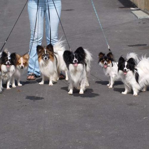 Élevage : epagneul nain continental berger australien