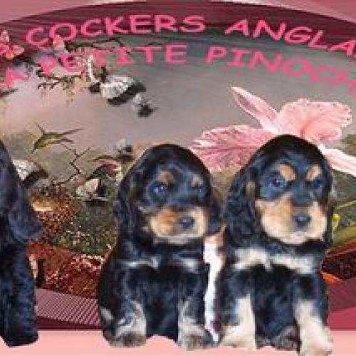 Élevage : cocker spaniel anglais