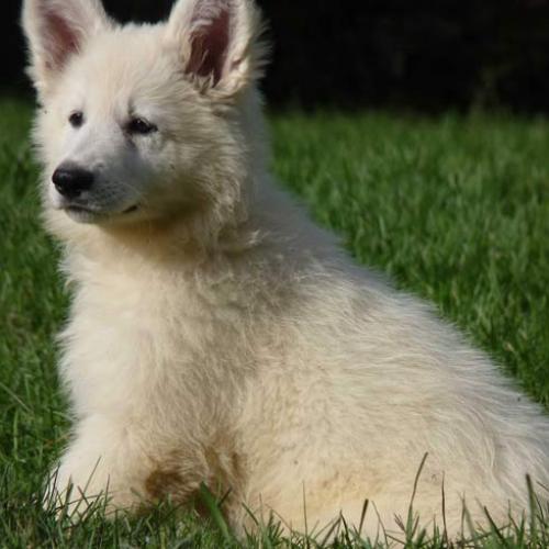 Élevage : berger blanc suisse