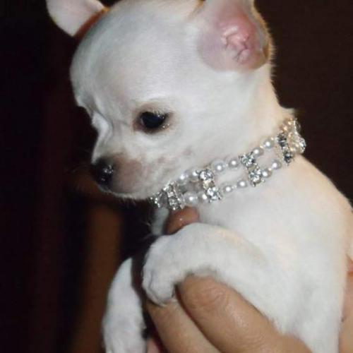 Élevage : chihuahua