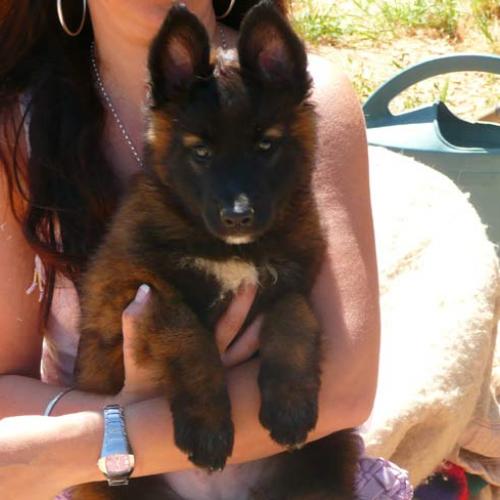 Eleveur : IDENTITE CANINE