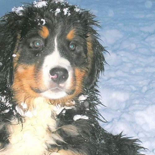 Eleveur : éleveur Canin