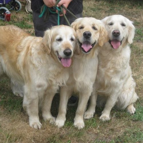 Élevage : golden retriever