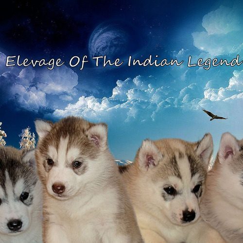 Elevage of the indian legend - Husky de Siberie 02