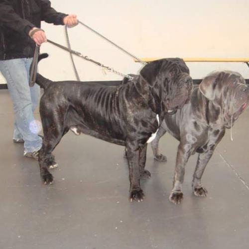 Élevage : matin napolitain