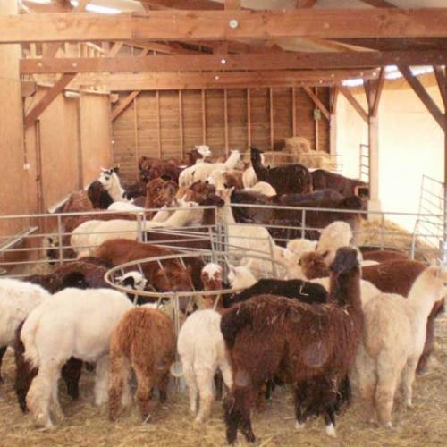 Eleveur : Elevage de la Tille