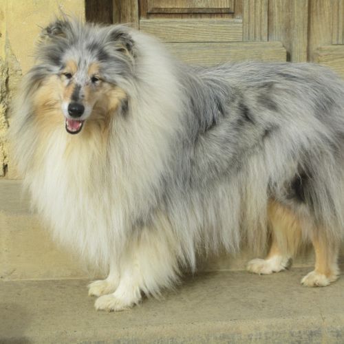 Élevage : collie a poil long
