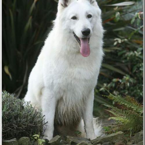 Eleveur : Le Paradis Boupi