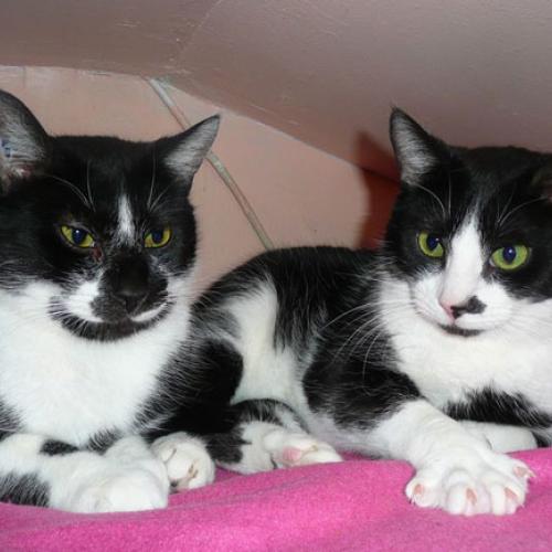 Association : école du chat de Villeparisis