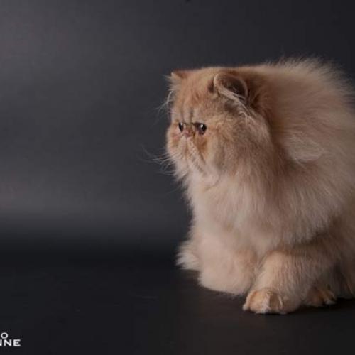 Eleveur : Chatterie Saint Emilion