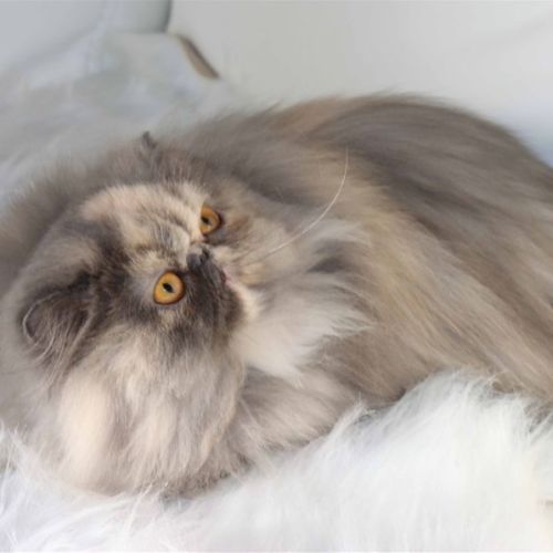 Eleveur : chatterie des trésors de galleville