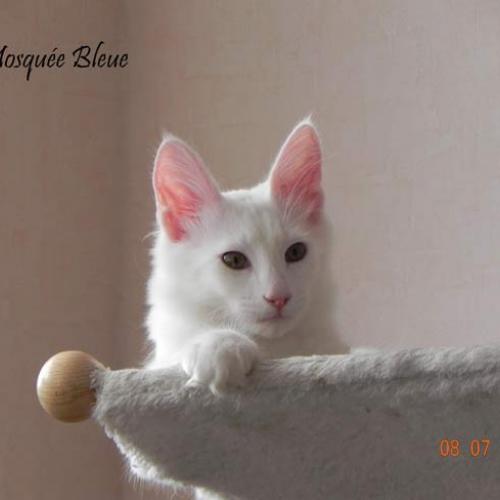 Eleveur : Chatterie de la Mosquée Bleue