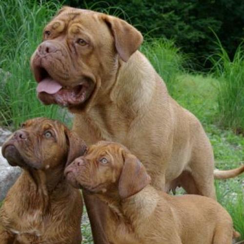 Eleveur : Elevage du Masque de Seth