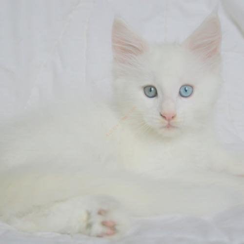 Eleveur : De Sulena de Tengri'Nor