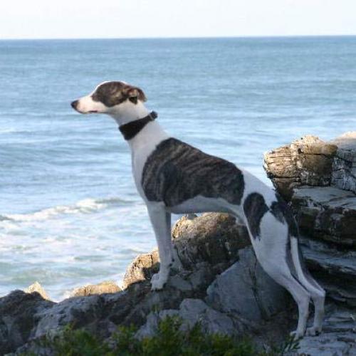 Élevage : whippet