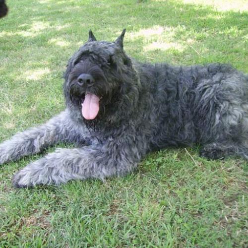Élevage : bouvier des flandres