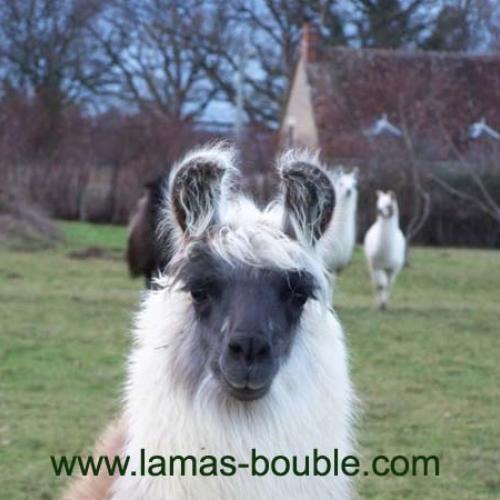 Eleveur : elevage de lamas