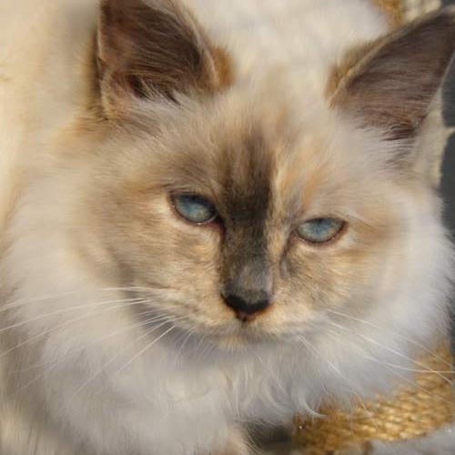 Élevage : birman (sacré de birmanie)