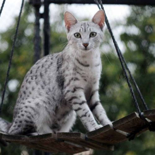 Eleveur : chatterie du fort de la bosse marnière