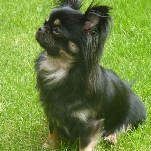 Élevage : chihuahua