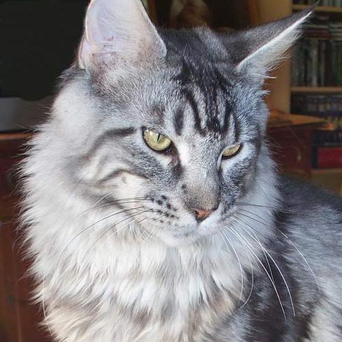 Élevage : maine coon