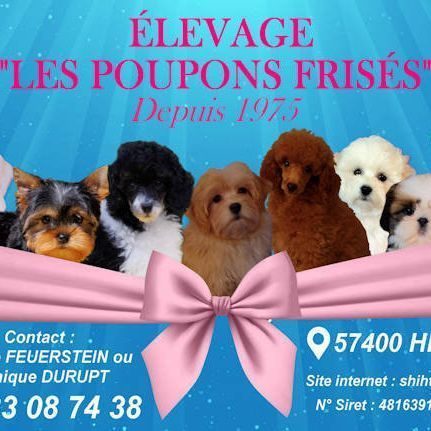 Eleveur : les poupons frisés