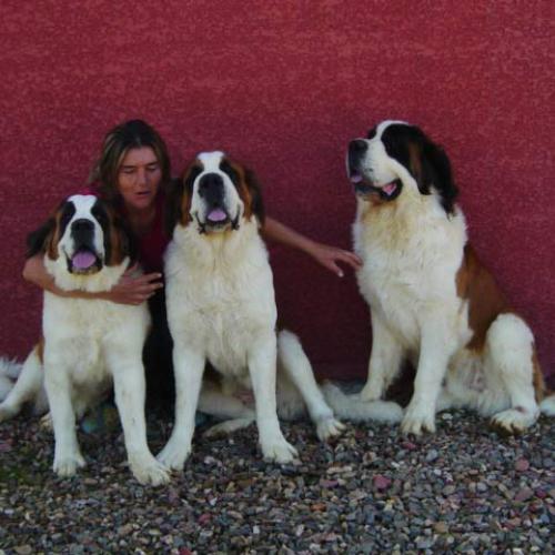 Eleveur : ELEVAGE DES MOLOSSES DES NEIGES