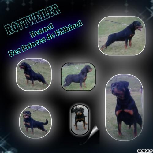 Élevage : rottweiler