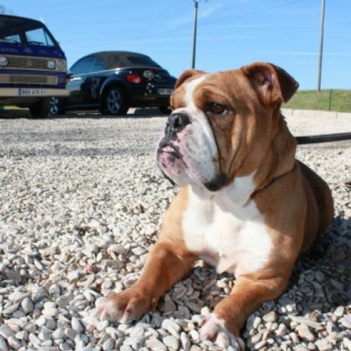 Eleveur : Elevage de Bulldog anglais