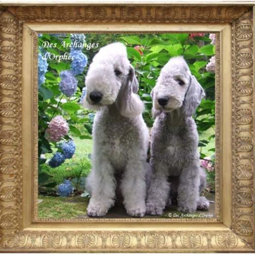 Élevage : bedlington terrier
