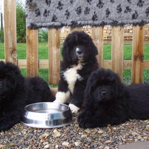 Eleveur : le phare de rose blanche