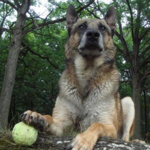 Eleveur : Of Halloween