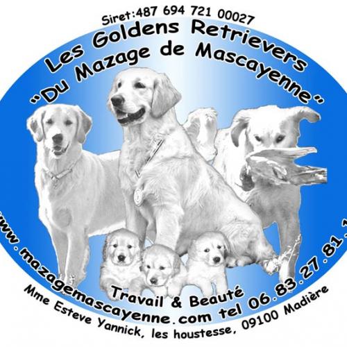 Elevage Professionnel de golden exclusivement