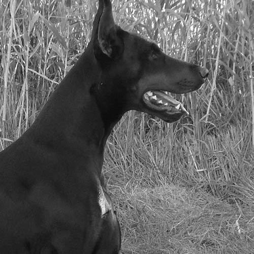 Eleveur : DE FASSANO