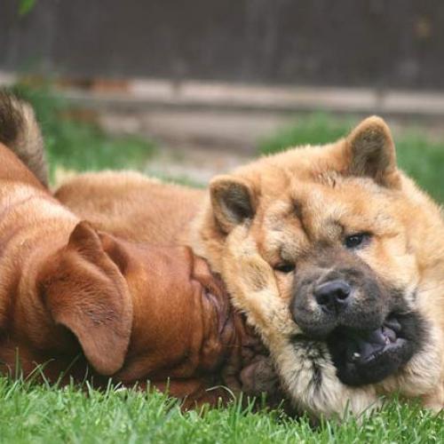 Eleveur : Les Cerbères de Brocéliande