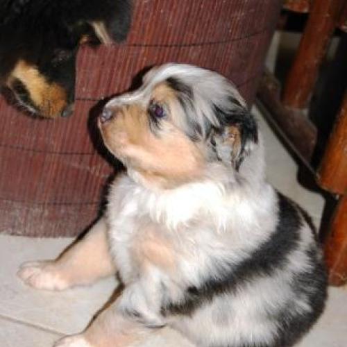 Élevage : berger australien chien de berger des shetland