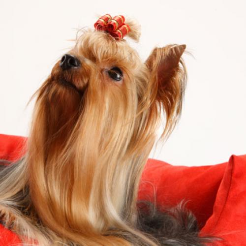 Eleveur : le pavé de varennes