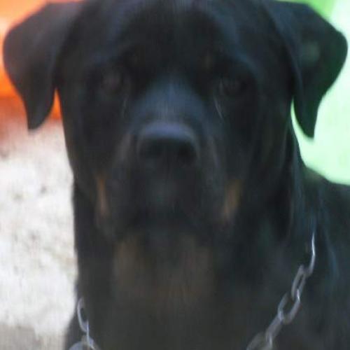 Eleveur : ELEVAGE DES ANGES NOIRS ET FEUX