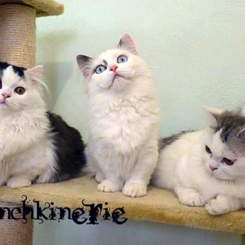 Eleveur : la munchkinerie