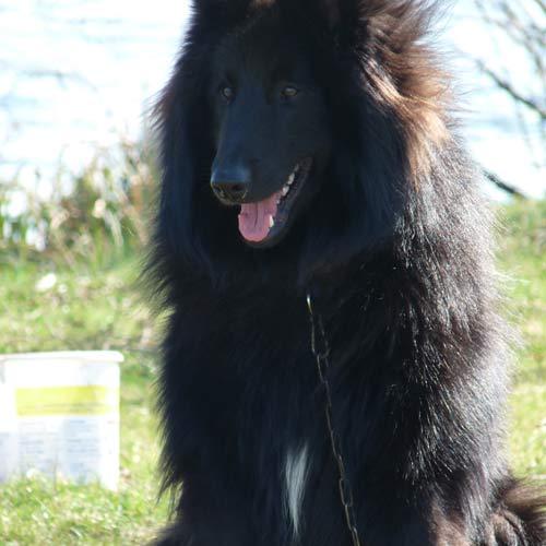 Élevage : berger belge