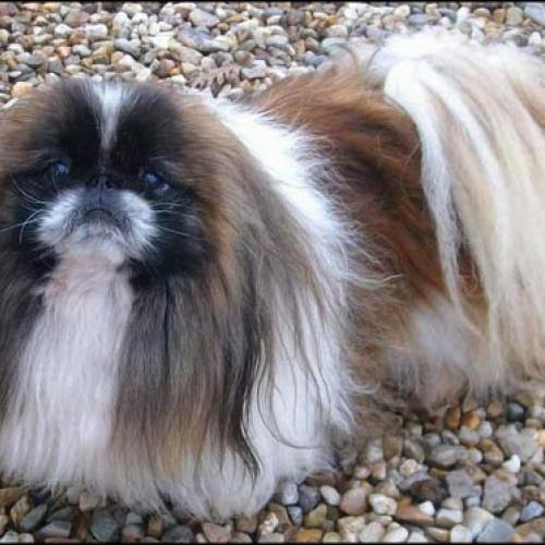 Eleveur de pékinois du jardin de vatsana