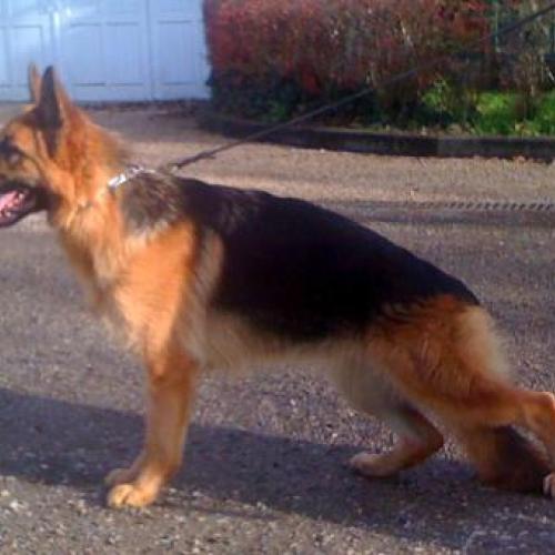 Élevage : berger allemand