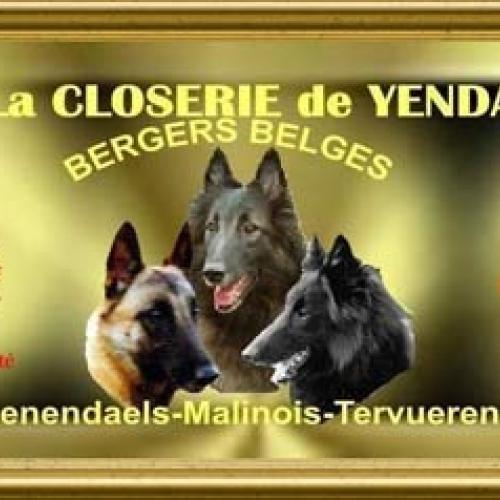 Élevage : berger belge