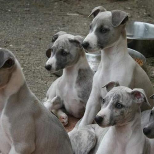 elevage passion de wippet